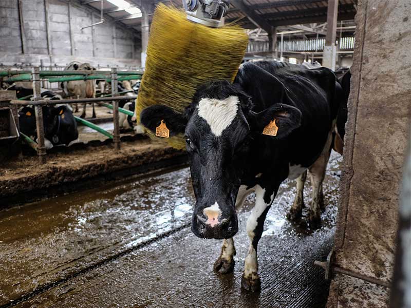 Portrait of a cow getting brushed by an automated brush